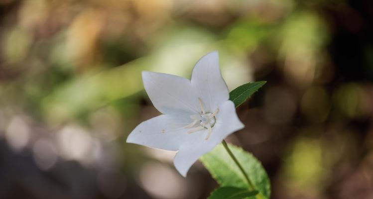 桔梗花的寓意与象征意义（解析桔梗花的隐含情感及文化内涵）