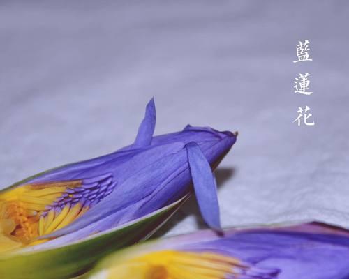 蓝莲花的象征意义及影响（探究蓝莲花所代表的内涵）