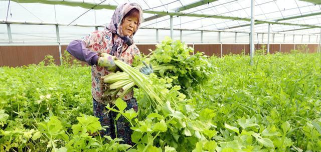 芹菜种植全指南（时间）