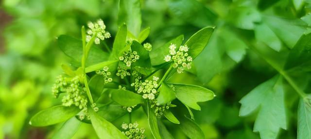 芹菜花开放次数和养护方法（探究芹菜花的生长周期和鲜花养护技巧）