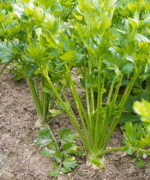 芹菜的生长周期和采摘时间（了解芹菜的生长规律）