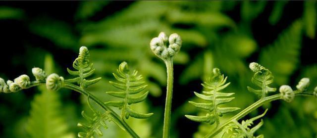 探究芹菜是不是蕨类植物（解读芹菜的分类特征与生长习性）