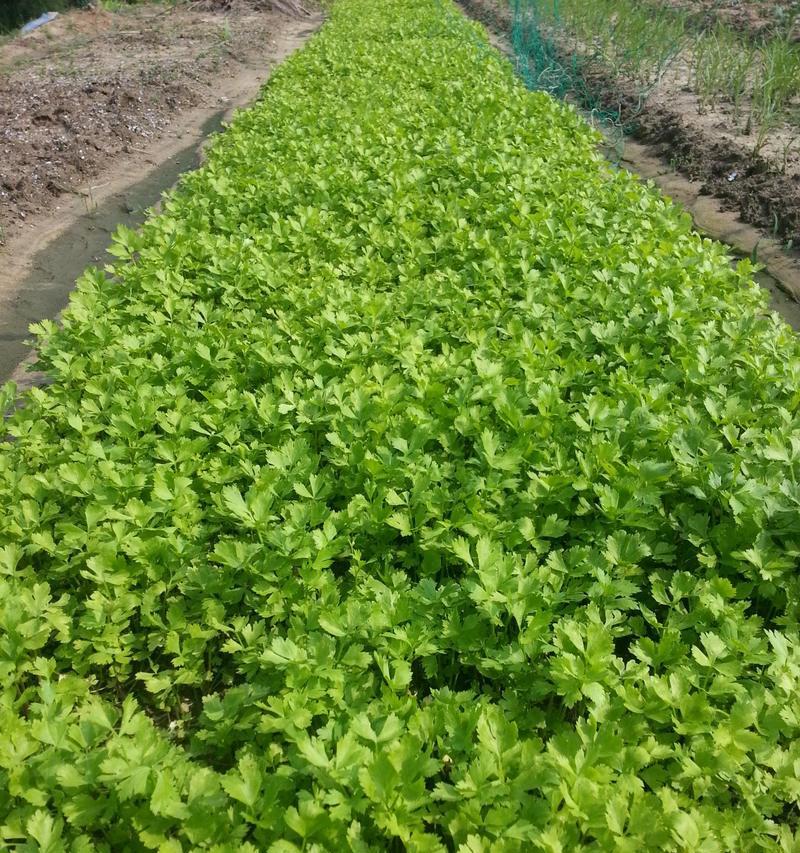 水芹菜种植指南（时间、方法、收成）