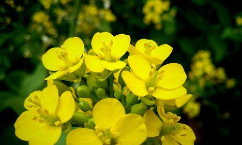 青菜开花了，你知道吗（开花的样子及其意义）