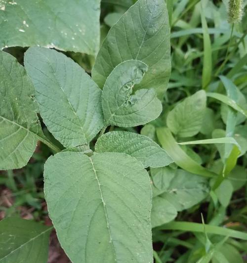 青菜不仅是蔬菜还是草本植物（探究青菜的植物分类和生长特点）