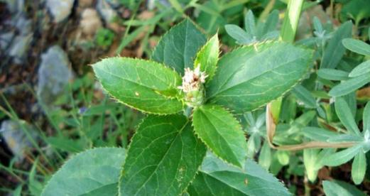 青菜是双子叶植物（了解青菜的分类和特点）