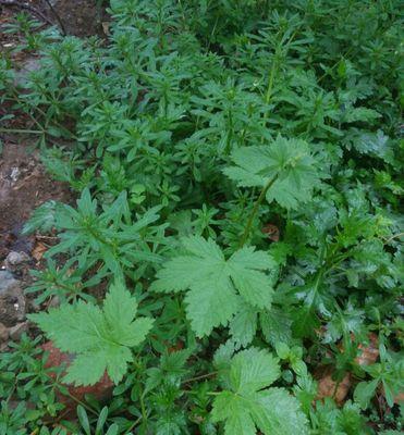 青芥——一种草本植物的全面解析（特点）