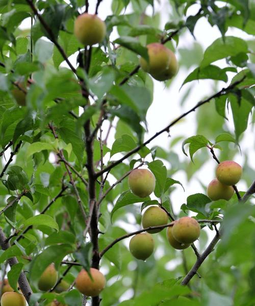 青梅树的种植条件及适合区域（从土壤）