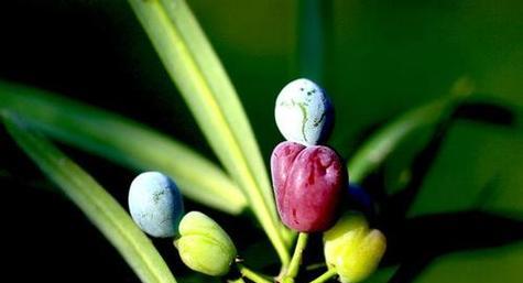 青苔——裸子植物的代表（青苔的起源和特征）