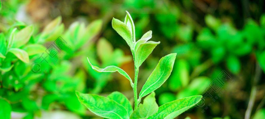 绿色环保植物（植物的奇妙力量与环境保护的重要性）