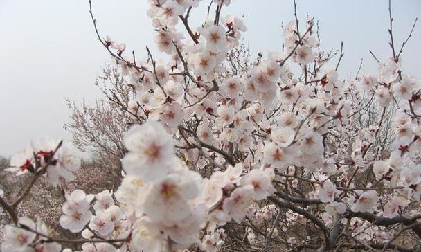 杏花花语与代表意义（传承千年的花之语言）