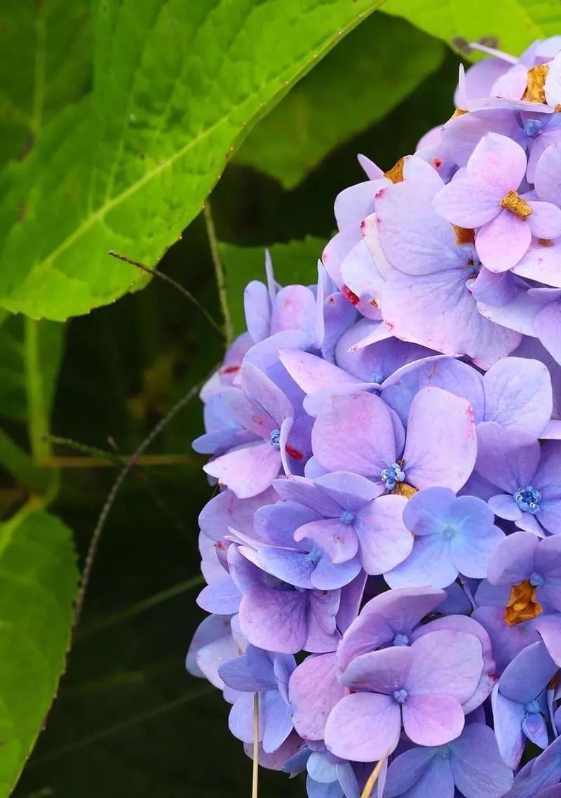 绣球花的花语、寓意与象征（探索绣球花的意义）