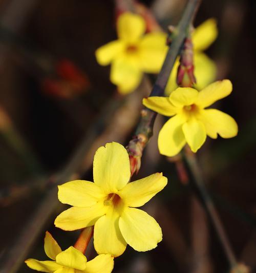 迎春花花语与文化传说（传承千年的春天信使——迎春花）