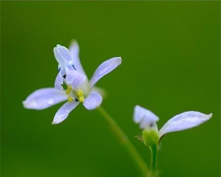 鱼腥草（芬芳四溢）