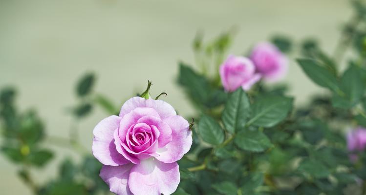 月季花的花语与传说（探寻月季花的美丽与神秘）