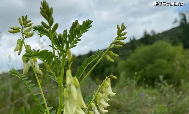 黄芪——中草药之王（探究黄芪的起源）