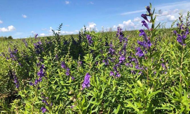 黄芩种植条件及适合地区剖析（探究黄芩生长需求和适应性）