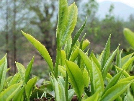 黄壤土的植物适宜性分析（黄壤土的优势及适宜种植植物一览）