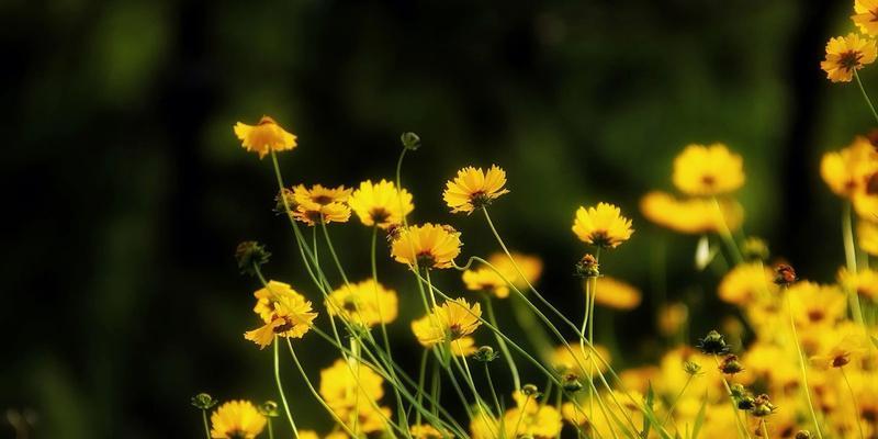 黄色花卉，让你的生活更加绚烂（探寻黄色花卉的种类及特点）