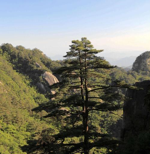 黄山松的保护现状及措施（黄山松保护的必要性与现状调查）