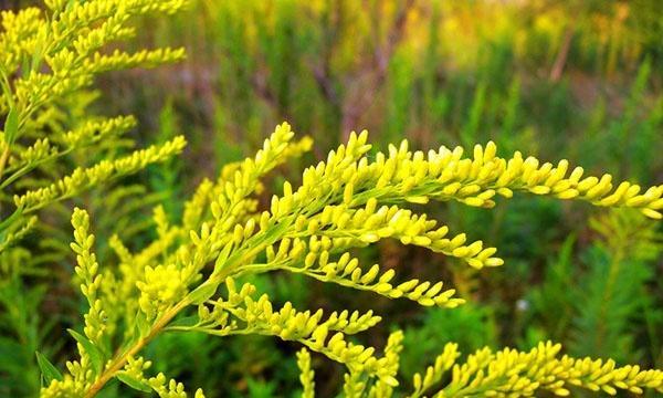 如何醒花黄莺鲜花——黄莺怎么醒花（黄莺鲜花的醒花时间与方法详解）