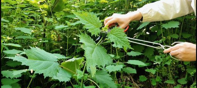 探究活麻草的神奇之处（发现活麻草的功效与作用及食用方法）