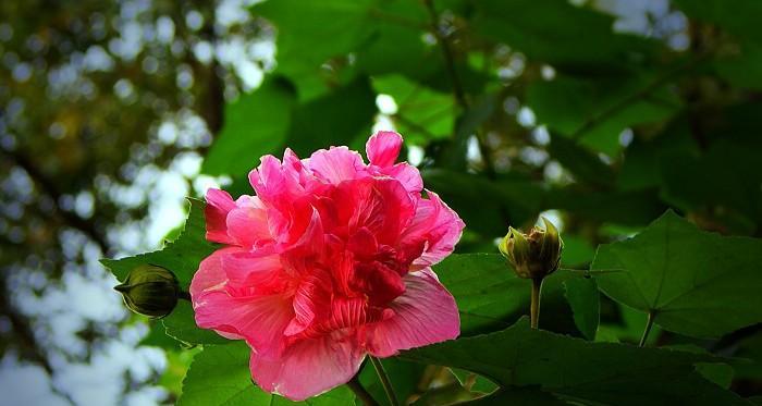 探寻成都市花之秘——红花茶花（红花茶花的花语）