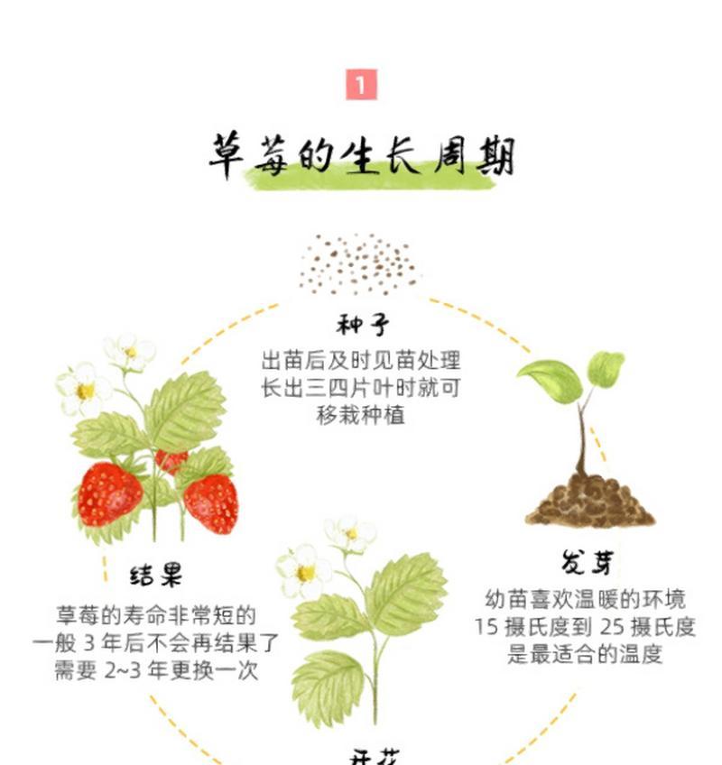 橙梦露叶插多久发芽（探究橙梦露叶插发芽的时间和技巧）