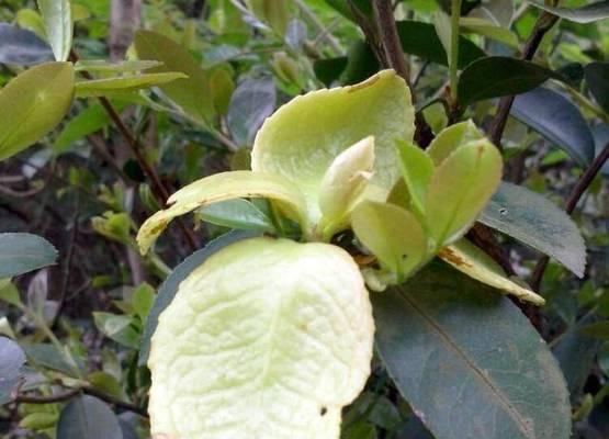 了解叶子可以当食材的植物（一探吃叶植物的奥妙）