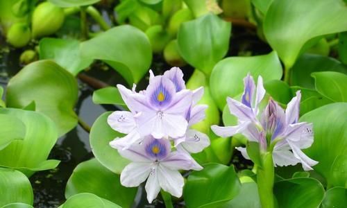 在池塘边打造浪漫花园（池塘边适合种植的15种花卉和园林设计技巧）