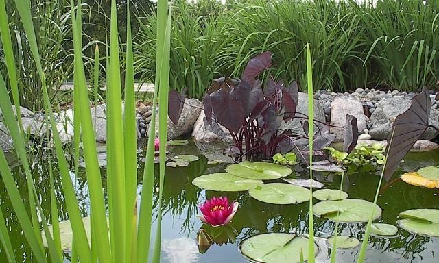 打造优美的池塘生态环境——适合种植的水生植物（探究池塘生态环境优化的方法和技巧）