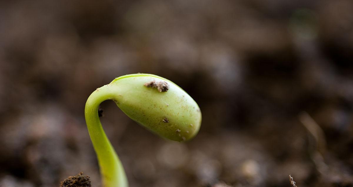 如何让红豆快速发芽（掌握这些技巧）