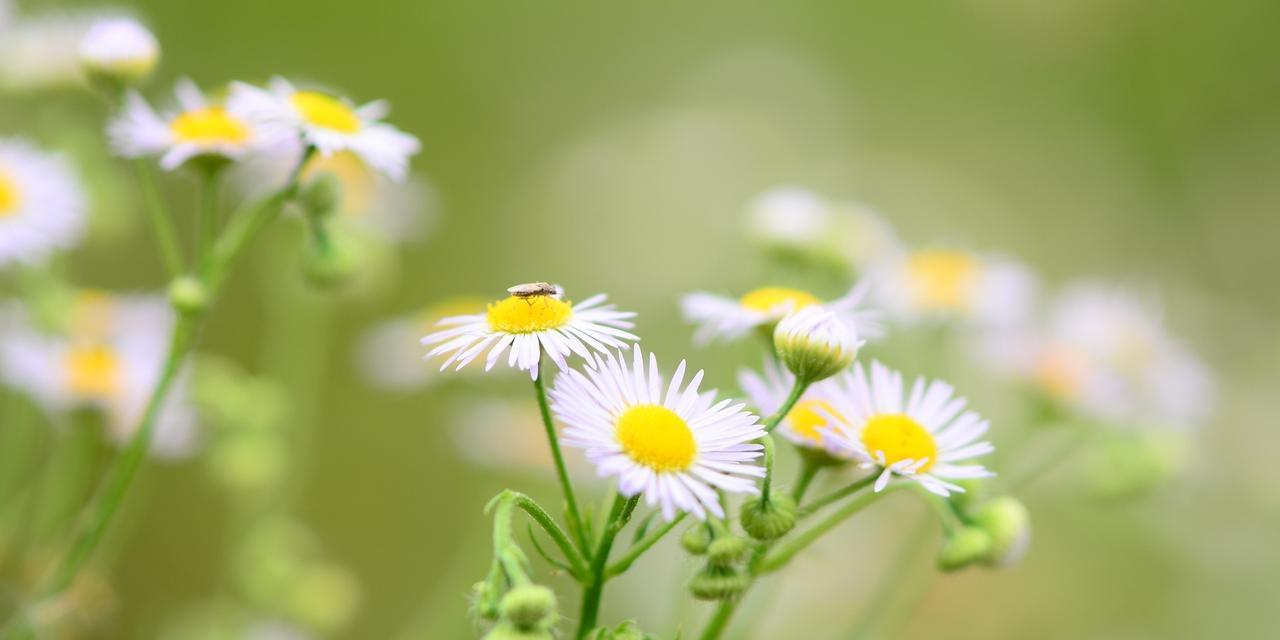 小雏菊的花期是什么时候（探寻小雏菊的生长规律）