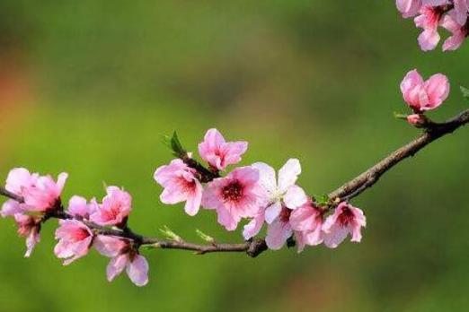 桃花花语与寓意（桃花的花语代表什么）