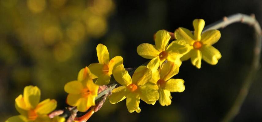 迎春花（迎春花的花语和代表意义）