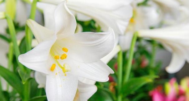 百合花的寓意与香水百合的花语（解读百合花的象征意义及其在香水百合中的体现）