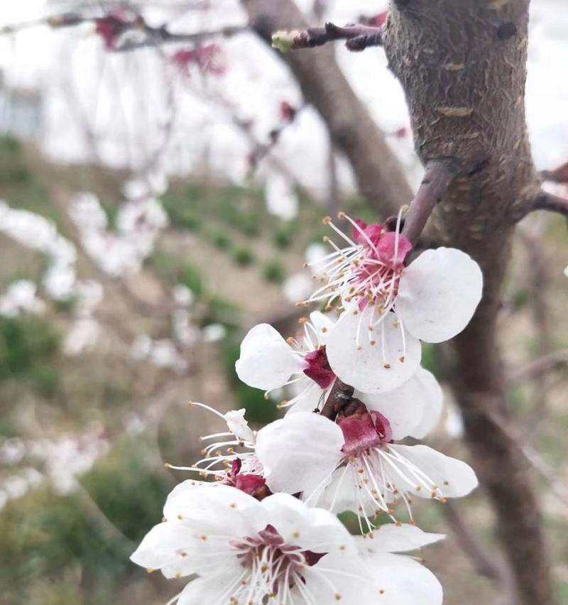 杏花花语与代表意义（探究杏花的浪漫与祝福）