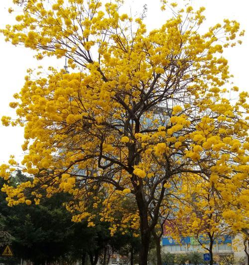 银杏花的花语及含义（银杏花的美丽与内涵）