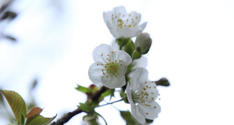 樱桃花的寓意与象征（探寻樱桃花的内涵与文化传承）