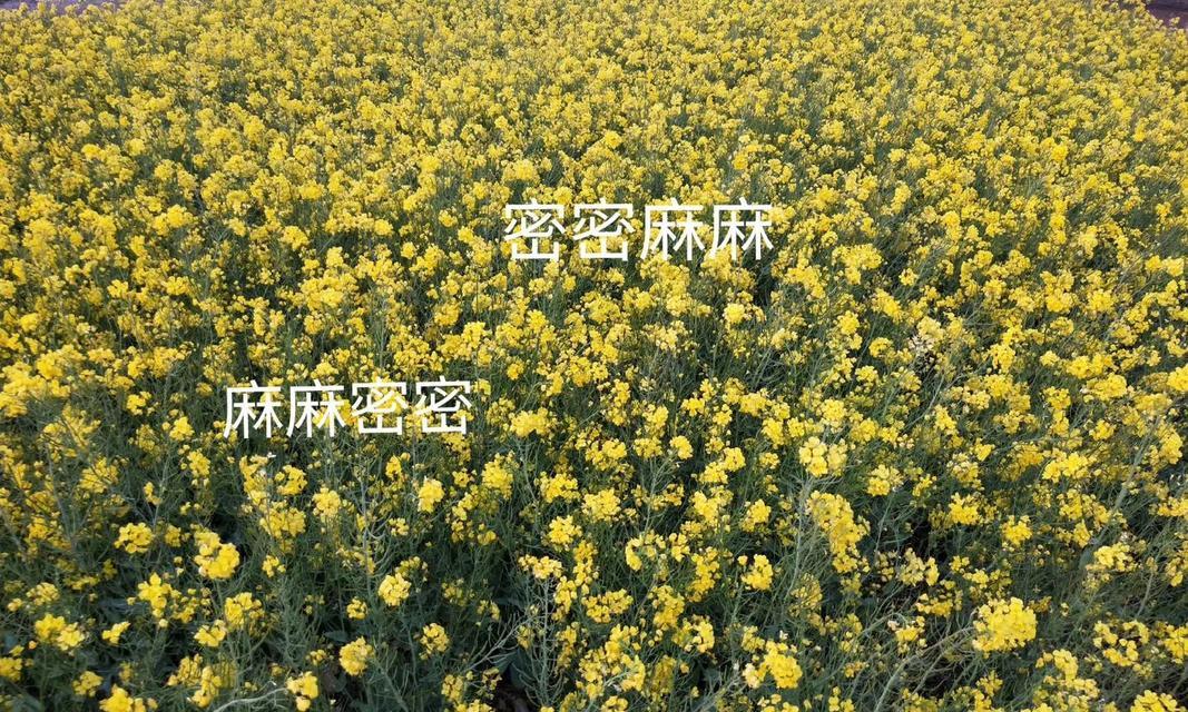 油菜花的花语与传说（美丽的金黄花海）