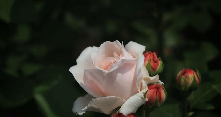 月季花语的深意（探寻月季花开的美丽与象征）