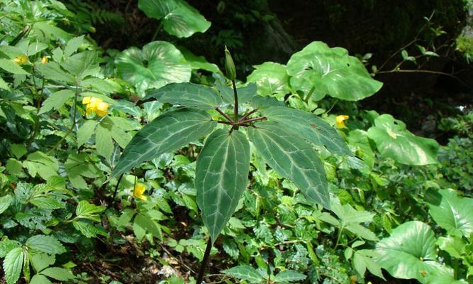 重楼花语的意义与传承（以花为媒）