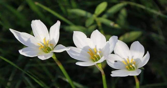 竹柏花语与传说（青松之魂）