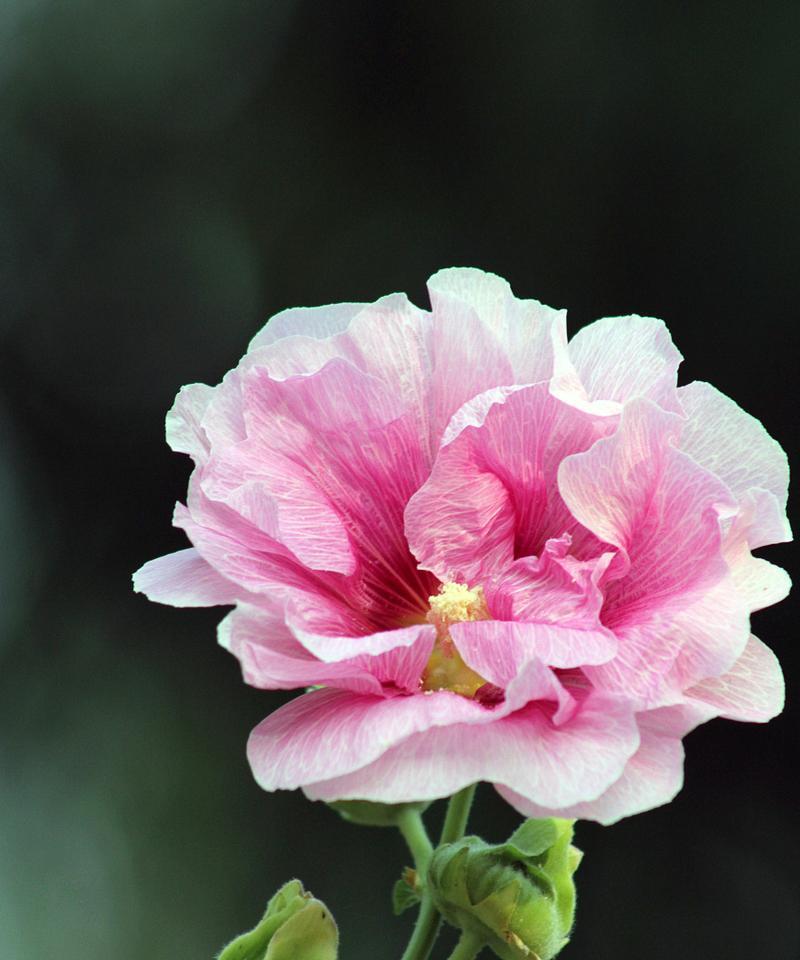 白芙蓉花的象征意义（探索白芙蓉花代表的美丽与坚韧）