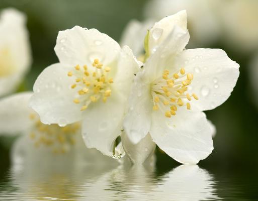 茉莉花的花语及送花对象（茉莉花的含义及适合送给谁）