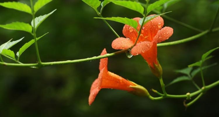 冬天的凌霄花，叶子为何落（凌霄花落叶原因分析及保护措施）