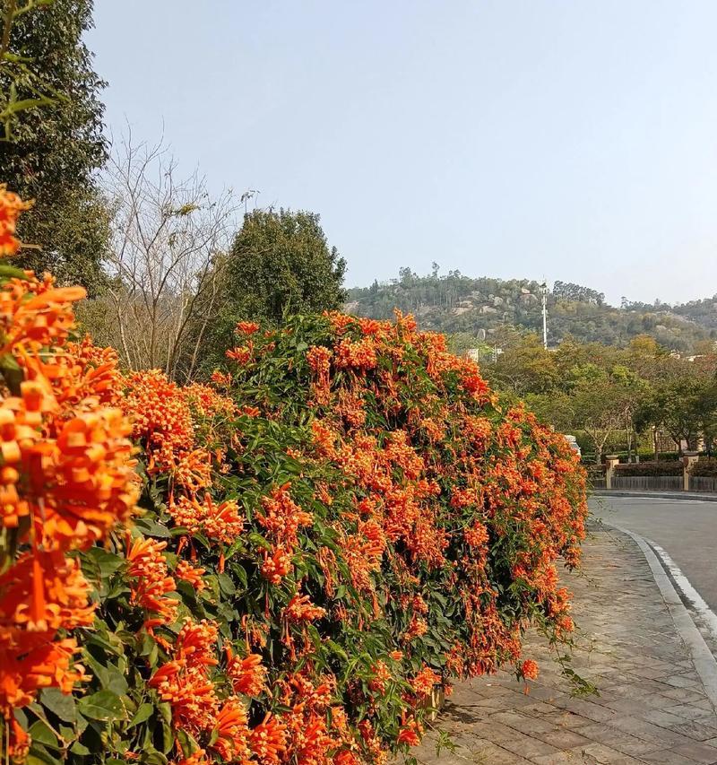 探寻凌霄花的形态、生长环境和特性（探寻凌霄花的形态）