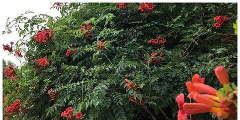 凌霄花的开花习惯与花期（一年开几次花）