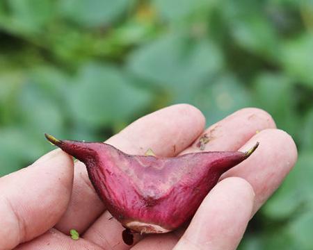 菱角的奇妙世界（探秘菱角植物）