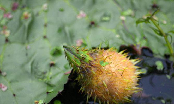 如何种植菱角种子（菱角种植的步骤和注意事项）